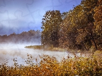 Las, Jezioro, Mgła, Jesień, Szuwary, Drzewa