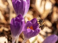 Pszczoła, Fioletowe, Krokusy, Makro
