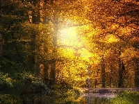 Rzeka, Drzewa, Jesień, Słońcem, Park, Rozświetlone, Droga