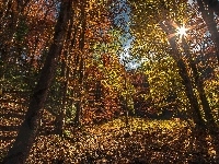 Drzewa, Park Narodowy Biogradska Gora, Promienie słońca, Czarnogóra, Las, Jesień