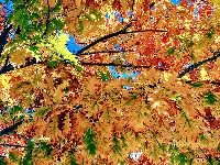 Gałęzie, Drzewo, Liście, Jesień, Dąb, Kolorowe