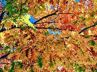 Gałęzie, Drzewo, Liście, Jesień, Dąb, Kolorowe