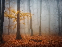 Mgła, Las, Drzewo, Jesień, Drzewa, Pożółkłe