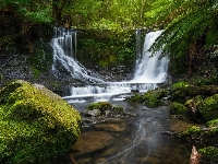 Rzeka, Omszałe, Stan Tasmania, Skała, Australia, Paprocie, Las, Wodospad Horseshoe Falls, Kamienie, Park Narodowy Mount Field