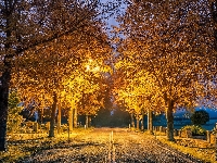 Drzewa, Noc, Jesień, Droga, Latarnie