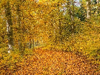 Pożółkłe, Roślinność, Las, Jesień, Liście