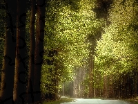 Zielone, Przebijające światło, Las, Droga, Drzewa