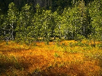 Polana, Trawa, Las, Drzewa, Pożółkła