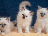 Małe, Trzy, Koty birmańskie