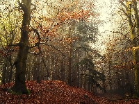 Drzewa, Jesień, Pagórek, Las