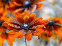 Pomarańczowa, Kwiat, Rudbekia