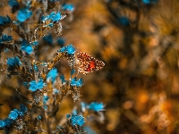 Motyl, Niebieskie, Kwiaty, Rusałka osetnik