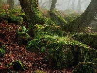 Kamienie, Anglia, Park Narodowy Peak District, Omszałe, Mgła, Las, Pnie, Hrabstwo Derbyshire