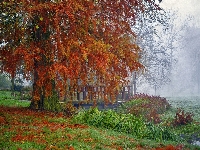 Drzewo, Liście, Mgła, Opadłe, Jesień, Mostek, Trawa