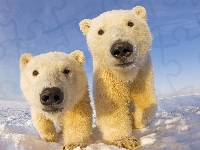 Śnieg, Niedźwiedzie, Polarne, Zima