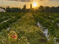 Koszyk, Truskawek, Zachód słońca, Plantacja, Rumianek, Truskawki