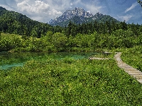 Lasy, Słowenia, Pomost, Jezioro, Trawa, Góry, Rezerwat przyrody Zelenci, Kranjska Gora