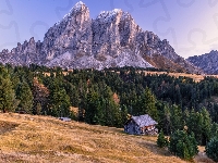 Las, Dolomity, Dom, Włochy, Góry, Drzewa