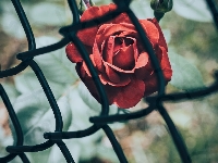 Metalowa, Czerwona, Róża, Siatka ogrodzeniowa