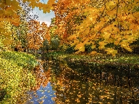 Drzewa, Park, Liście, Jesień, Rzeka, Żółte