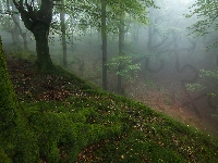 Drzewa, Mgła, Las, Omszałe, Korzenie