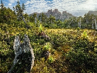 Góra Mount Geryon, Drzewa, Australia, Góry Ducane Range, Rośliny, Tasmania