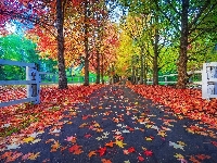 Jesień, Drzewa, Ogrodzenie, Park, Droga, Liście