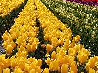 Tulipany, Kwiaty, Kolorowe, Plantacja