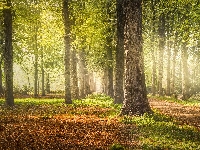 Zielone, Drzewa, Przebijające światło, Las, Ścieżka, Drzewa