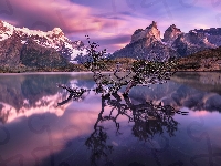 Drzewa, Góry Cordillera del Paine, Patagonia, Jezioro Pehoe, Chile, Zanurzone, Konary, Park Narodowy Torres del Paine, Masyw Torres del Paine, Wschód słońca