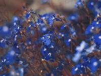 Kwiaty, Niebieskie, Lobelia