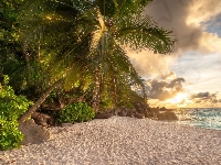 Morze, Kamienie, Seszele, Palma, Plaża Anse Lazio, Wschód słońca, Wyspa Praslin