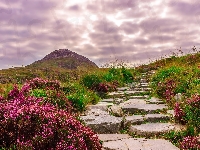 Kamienie, Wzgórza, Wrzosy, Droga, Irlandia, Kamienna, Park Narodowy Connemara, Kwiaty, Ścieżka, Góra, Trawa