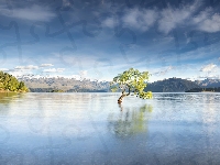 Wyspa Południowa, Jezioro Wanaka, Drzewo, Nowa Zelandia