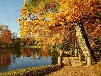 Kaczka, Jesień, Park, Staw, Drzewa
