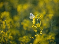 Roślina, Rozmycie, Motyl, Bielinek, Rzepak