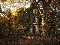 Drzewa, Dom, Jesień, Las, Opuszczony