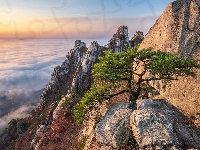 Skały, Korea Południowa, Park Narodowy Bukhansan, Sosna, Góra Dobongsan, Góry, Mgła, Prowincja Gyeonggi-do