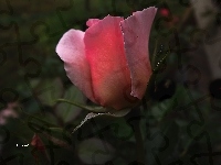 Róża, Różowa, Pączek