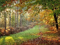 Jesień, Drzewa, Roślinność, Las, Paprocie, Liście