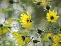 Słonecznik ozdobny, Zbliżenie, Żółte, Kwiaty, Helianthus