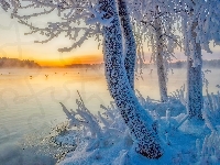 Jezioro, Drzewa, Szron, Ptaki, Zima, Wschód słońca, Śnieg