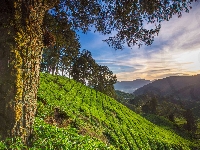 Pole, Wzgórze, Góry, Cameron Highlands, Malezja, Herbaty, Drzewa, Plantacja, Stan Pahang