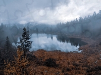 Las, Mgła, Jesień, Jezioro, Drzewa
