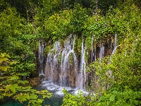 Park Narodowy Jezior Plitwickich, Rośliny, Chorwacja, Wodospady, Drzewa
