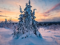 Drzewo, Śnieg, Drzewa, Zima, Ośnieżone, Zachód słońca