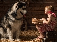 Dziewczynka, Pies, Alaskan malamute