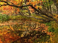 Drzewa, Trawa, Jesień, Staw, Liście