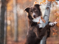 Border collie, Brązowy, Pies, Drzewo