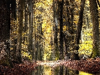 Jesień, Drzewa, Kałuże, Las, Pnie, Droga